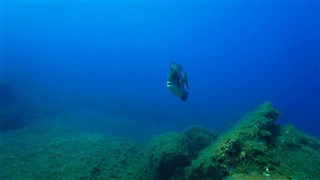 Coral Sea Islands vejrudsigt