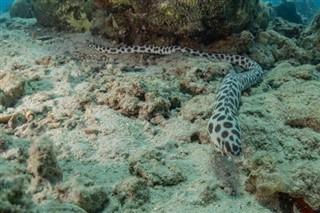 Coral Sea Islands prévisions météorologiques