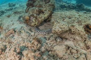 Coral Sea Islands vejrudsigt