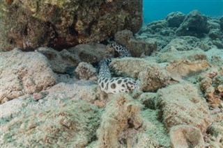 Coral Sea Islands vejrudsigt