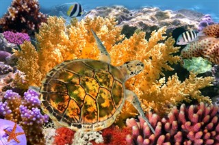 Coral Sea Islands prévisions météorologiques