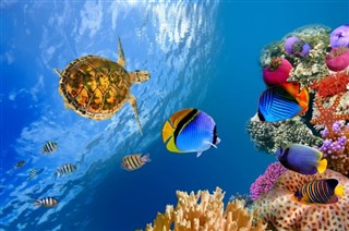 Coral Sea Islands vejrudsigt