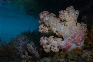 Coral Sea Islands vejrudsigt
