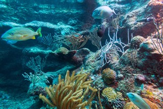 Coral Sea Islands vejrudsigt
