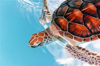 Coral Sea Islands vejrudsigt