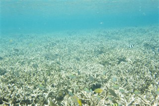 Coral Sea Islands vejrudsigt