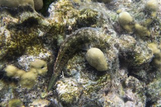 Coral Sea Islands vejrudsigt