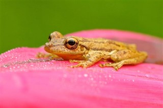 Costa Rica időjárás-jelentés
