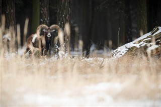 República Checa pronóstico del tiempo