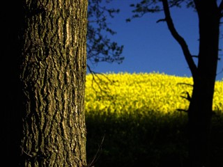 Danmark vejrudsigt