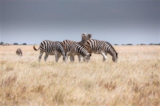 Djibouti vejrudsigt