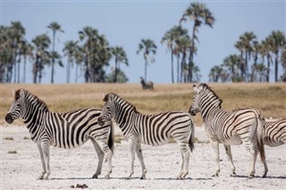 Djibouti vejrudsigt