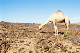Djibouti pronóstico del tiempo