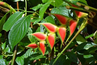 Dominica vejrudsigt