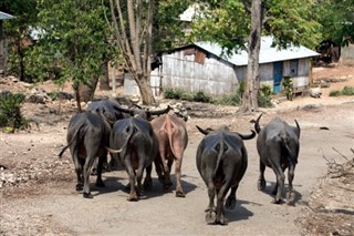 Doğu Timor hava tahmini