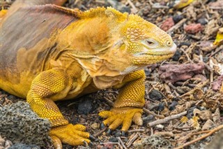 Ecuador pronóstico del tiempo