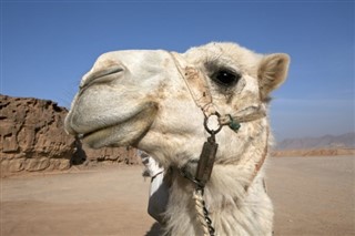Egypten vejrudsigt