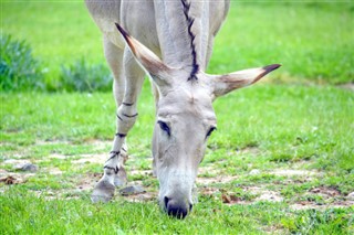 Eritrea időjárás-jelentés