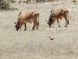 Eritrea vejrudsigt