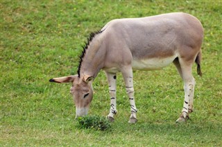 Eritrea vejrudsigt