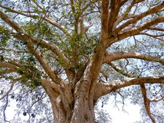 Eritre hava tahmini