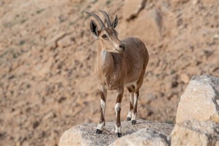 Eritre hava tahmini