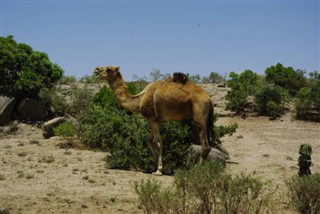 Eritrea Időjárás-jelentés