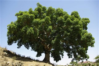 Eritre hava tahmini