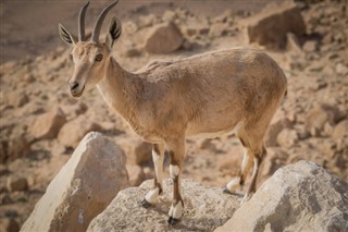 Eritrea vejrudsigt