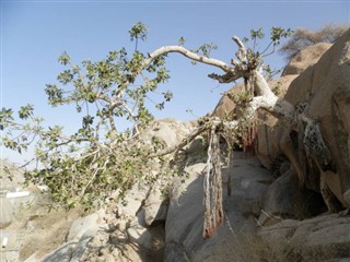 Eritrea vejrudsigt