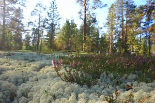 Estland vejrudsigt