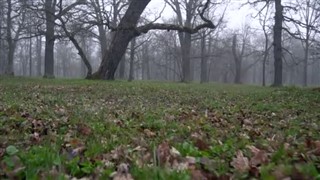 Estonya hava tahmini