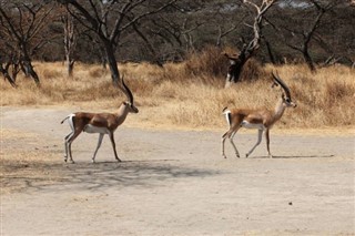 Ethiopia weather forecast