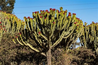 Ethiopia weather forecast