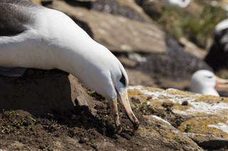 les îles Falkland prévisions météorologiques