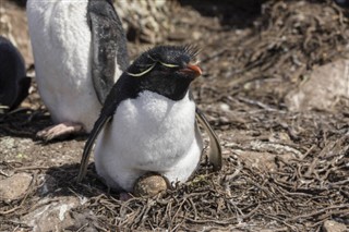 Falklandsøerne vejrudsigt