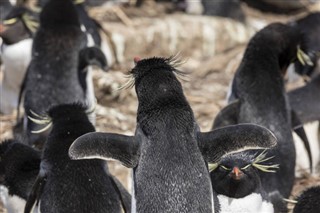 les îles Falkland prévisions météorologiques