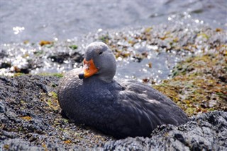 les îles Falkland prévisions météorologiques