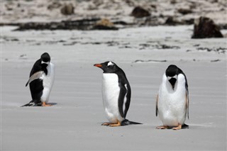 Falklandsøerne vejrudsigt