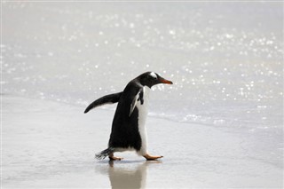 Falkland Islands weather forecast