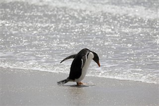 Falklandsøerne vejrudsigt