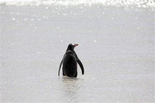 Falklandsøerne vejrudsigt