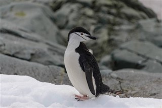 Falklandy předpověď počasí