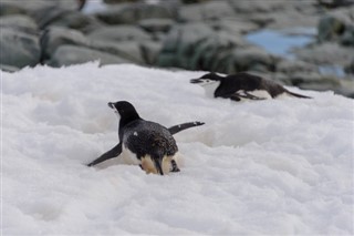 les îles Falkland prévisions météorologiques