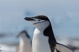 Falklandsøerne vejrudsigt