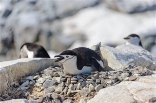 Falkland Islands předpověď počasí