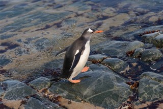 Falkland Islands weather forecast