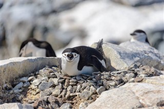 Falklandsøerne vejrudsigt