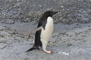 Falklandsøerne vejrudsigt
