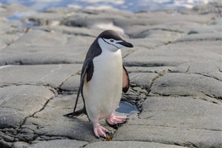 Falklandsøerne vejrudsigt